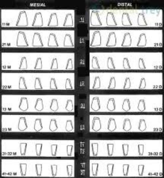 Directa CoForm 13 Mesial 604044