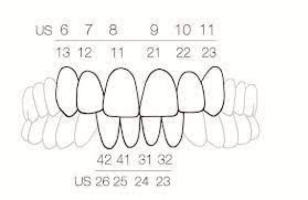 Directa CoForm 22 Mesial 604042